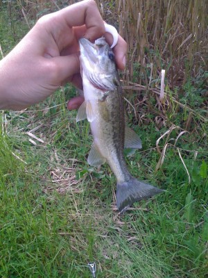 bassmini.jpg (391.85 KiB) Osservato 4366 volte bassmini.jpg