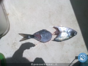 occhiata tranciata da un pesce serra