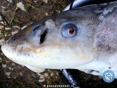 storione pesca testa