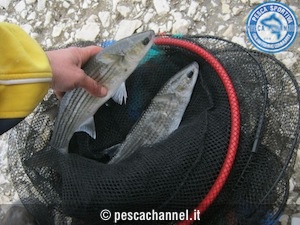 pesca al cefalo con galleggiante3